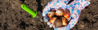How to Plant Tulips by Zone