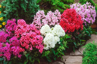 How to Grow Phlox