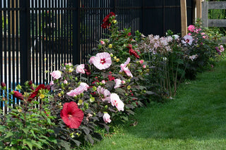 Best Ways of Using Hibiscus in Your Garden