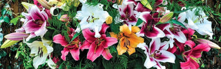 Types of Lilies: A Comprehensive Botanical Guide