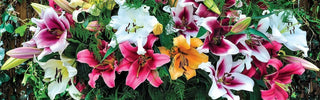 Types of Lilies: A Comprehensive Botanical Guide
