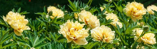 Peony Types and Flower Forms: Breck’s Guide