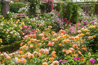 Types of Roses: Choose the Best Roses for Your Garden