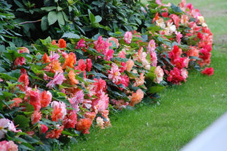 Mixed begonias in a shaded garden border.