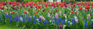 Lasagna Planting with Bulbs