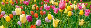 Tulip Types and Bloom Times: Breck’s Bulb Guide