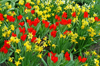 Daffodils vs. Tulips: Which Are Easier to Grow for a Novice?