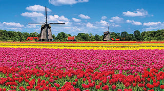 Where is the best place to buy tulips?