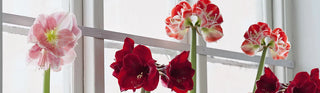 Amaryllis are Awesome