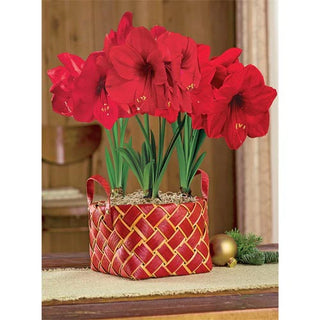 Amaryllis Symbology