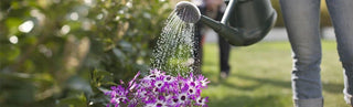 Caring For Garden While On Vacatio