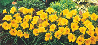 Dividing Day Lilies