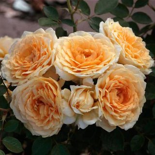 Downton Abbey Roses Carry Spirit Of Show Past The Series Finale