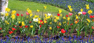 Early Spring Flowers