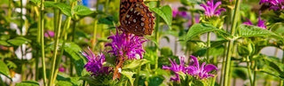 How To Grow & Care For Bee Balm Plants