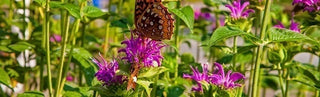 How To Grow & Care For Bee Balm Plants