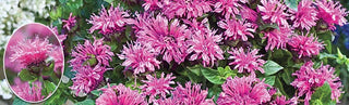 Growing Caring For Bee Balm Plants