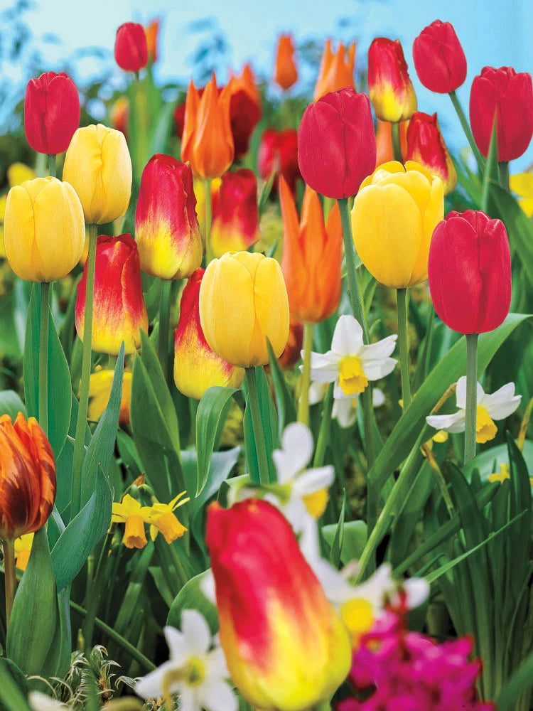 Spring bulbs for every stage of spring | Breck's