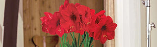 The Symbolism Behind the Amaryllis