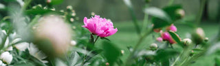 The Wonders Of Lifetime Peonies