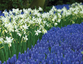 What To Plant With Daffodils