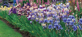 Wish You Were Here Irises In Canby Oregon