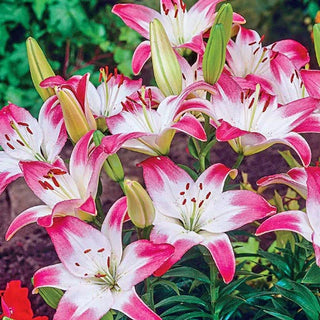 Wish You Were Lilies In Breezand