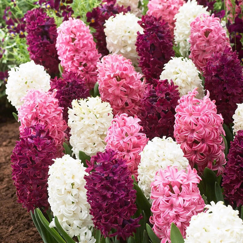 Shop Royal Hyacinth Trio Online | Hyacinth Bulbs | Breck's