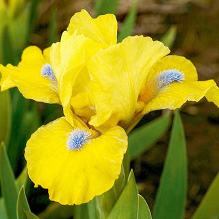 Prank Dwarf Bearded Iris