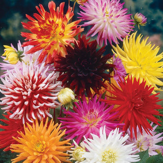 Bright Cactus Dahlia Mix