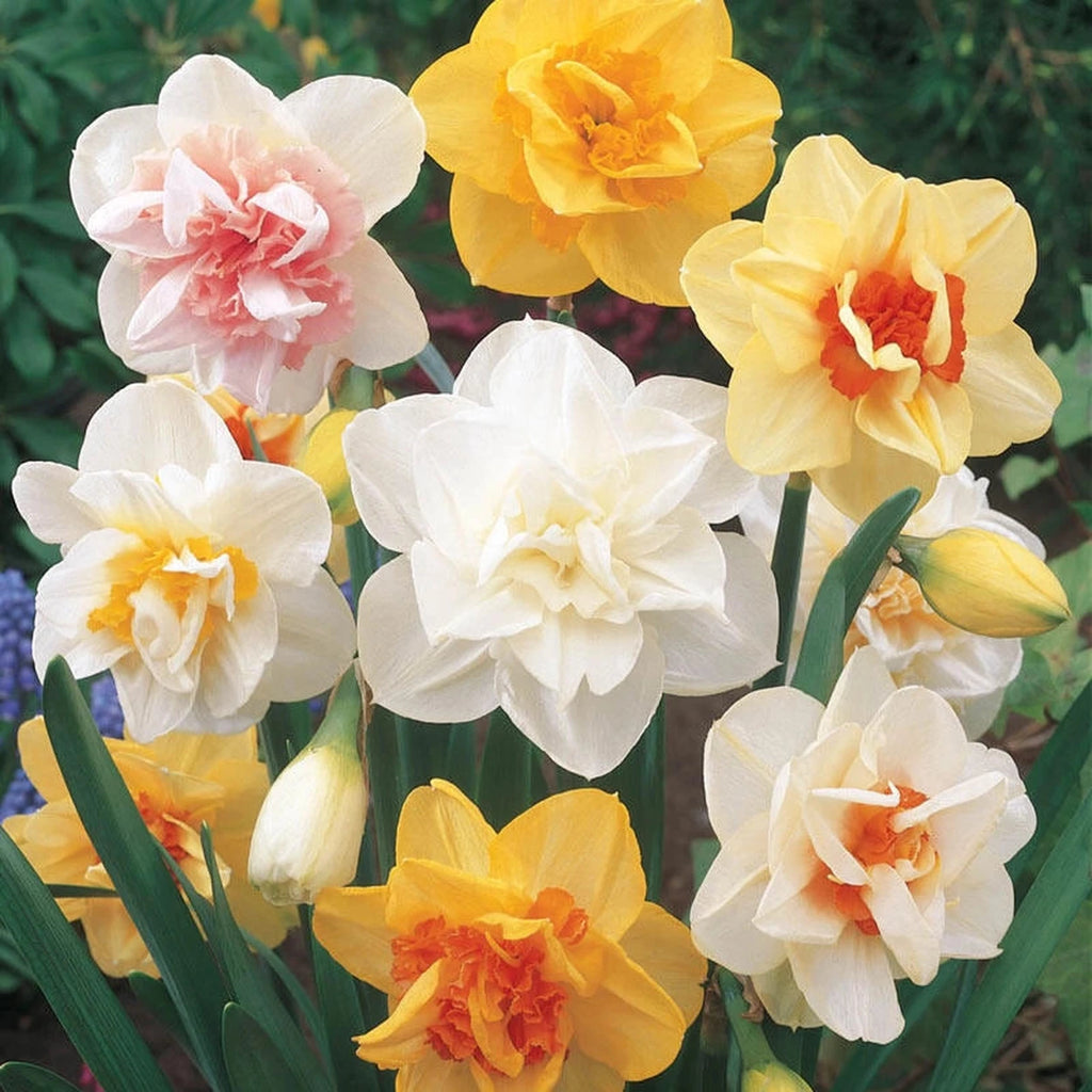Breckse Double Daffodil Mixture | Breck's – Brecks