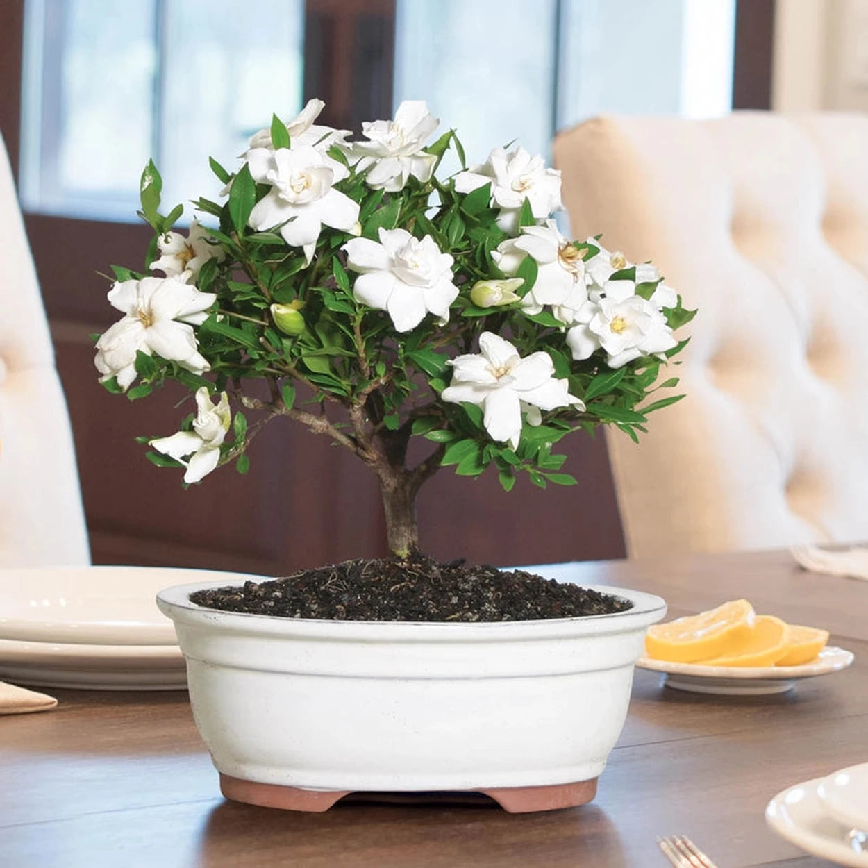 gardenia small bonsai tree Gardenia Bonsai