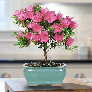 Satsuki Azalea Bonsai