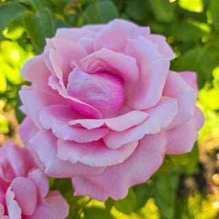 Memorial Day® Hybrid Tea Rose