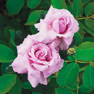 Memorial Day® Hybrid Tea Rose