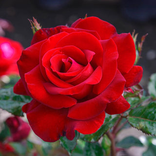 Drop Dead Red™ Floribunda Rose