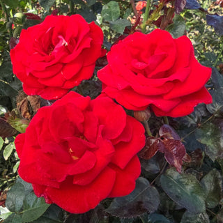 Drop Dead Red™ Floribunda Rose