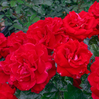 Drop Dead Red™ Floribunda Rose