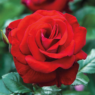 Drop Dead Red™ Floribunda Rose