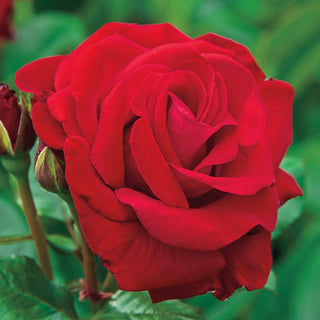 Drop Dead Red™ Floribunda Rose