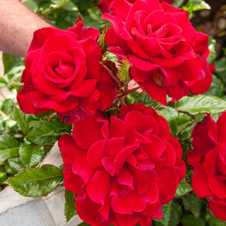 Drop Dead Red™ Floribunda Rose