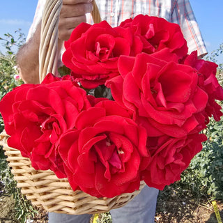 Drop Dead Red™ Floribunda Rose