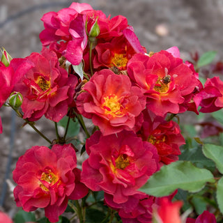 Cinco de Mayo™  Floribunda Rose
