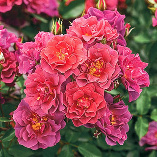 Cinco de Mayo™  Floribunda Rose