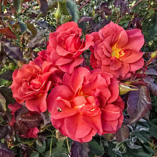 Cinco de Mayo™  Floribunda Rose