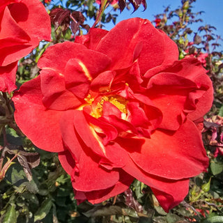 Cinco de Mayo™  Floribunda Rose