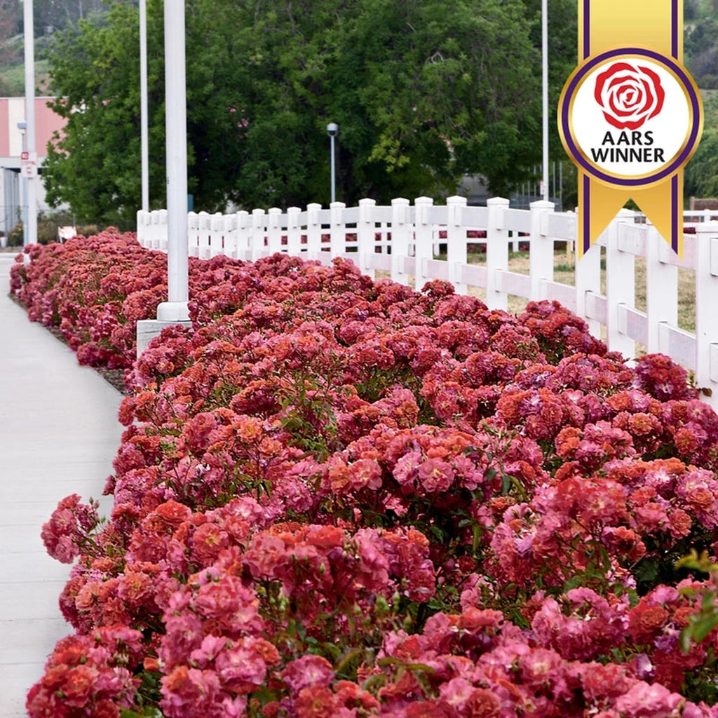 Valencia Ridge 5k Roses Cinco de Mayo Floribunda Rose | Breck's