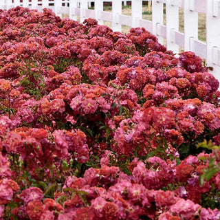 Cinco de Mayo™  Floribunda Rose