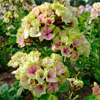 Crème de la Crème Phlox