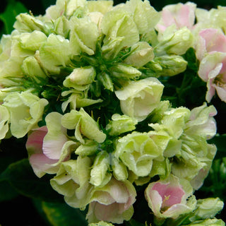 Crème de la Crème Phlox